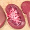 Pork Kidneys